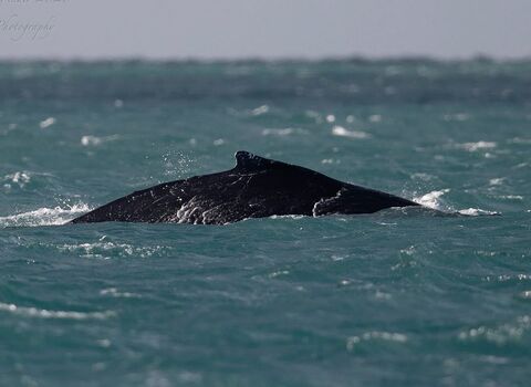 summer-on-scilly-isles-of-scilly-wildlife-trust